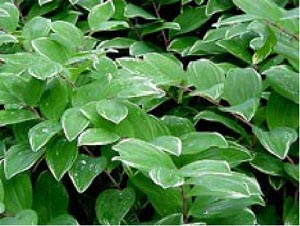 Solomon’s seal Polygonatum multiflorum